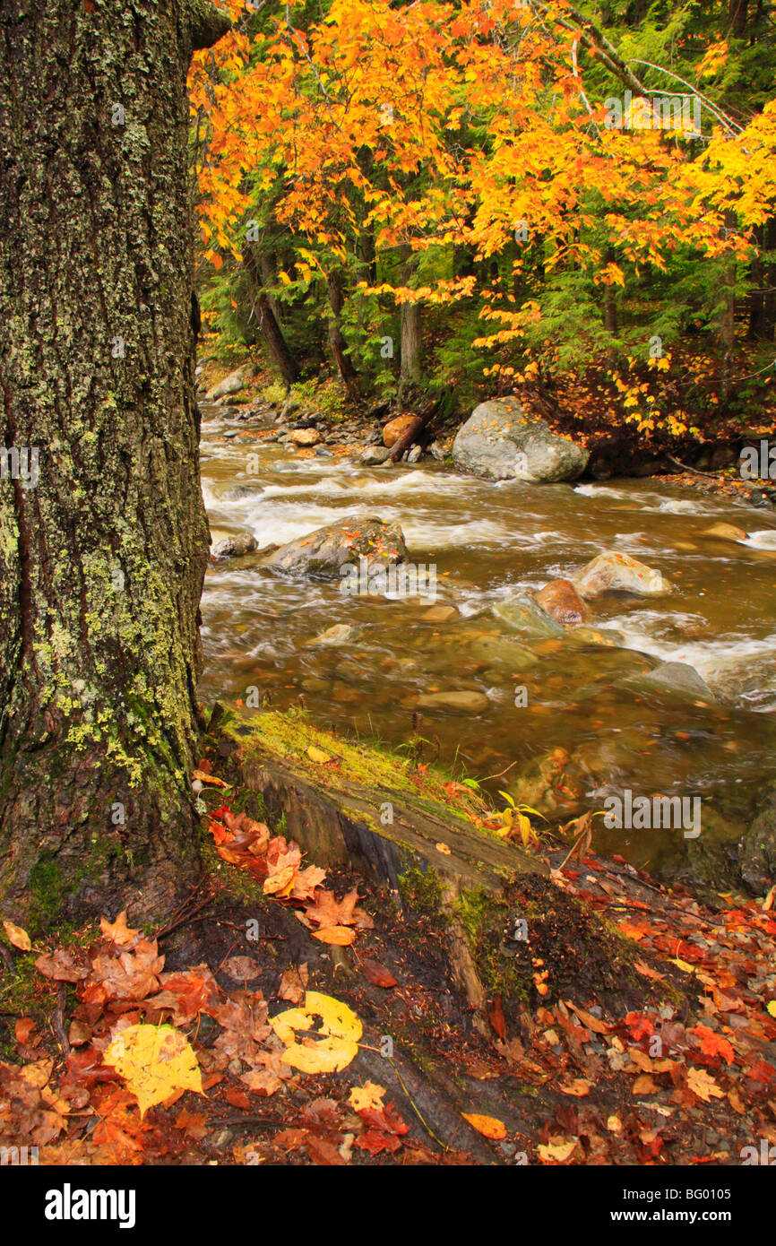 Bach an Texas fällt, Breadloaf, Vermont Stockfoto