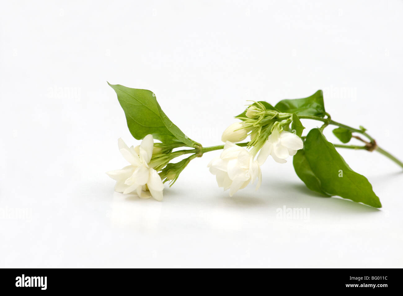 Arabischer Jasmin Blumen auf weißem Hintergrund Stockfoto