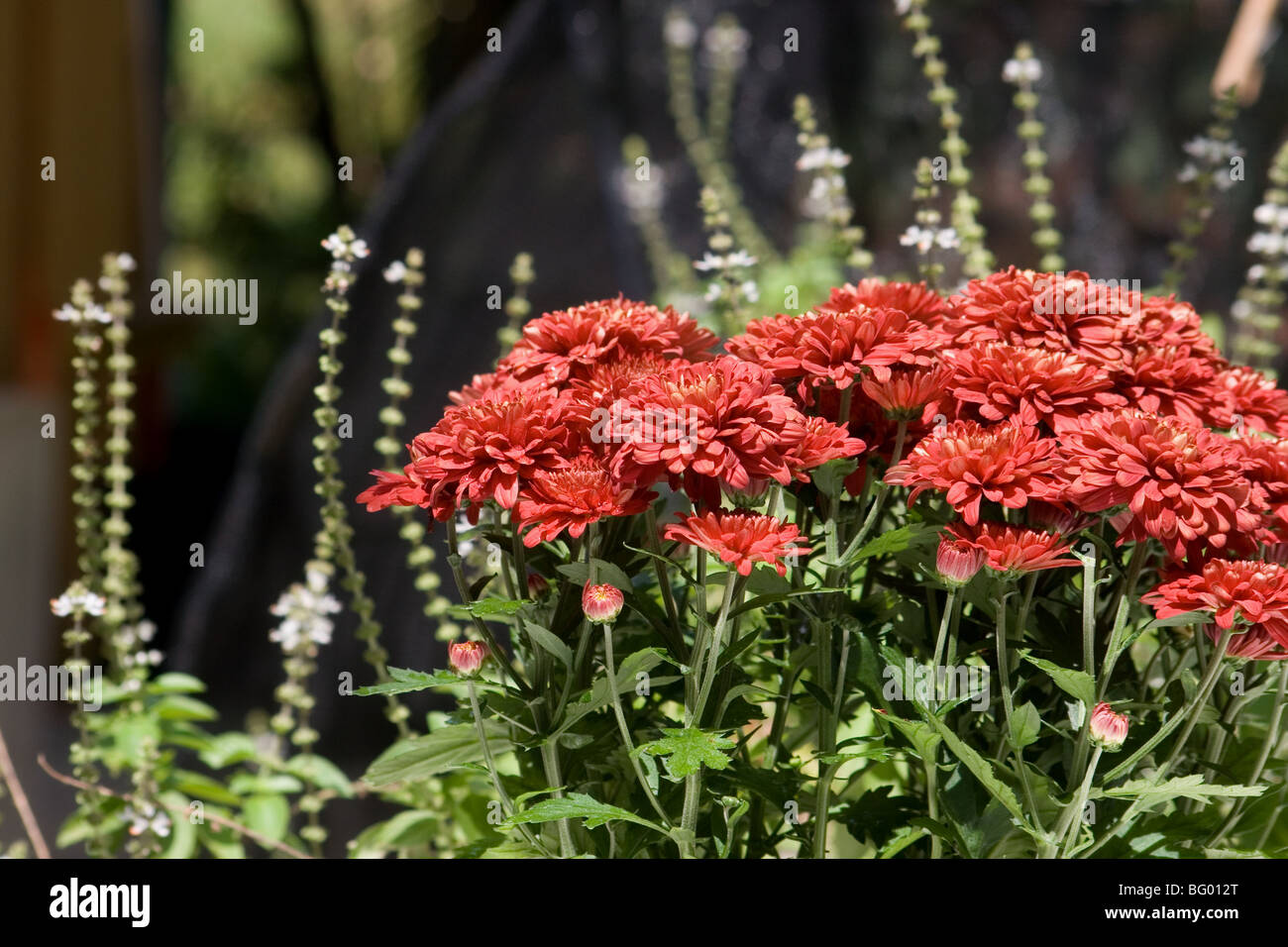 Nahaufnahme von roten Chrysanthemen Stockfoto