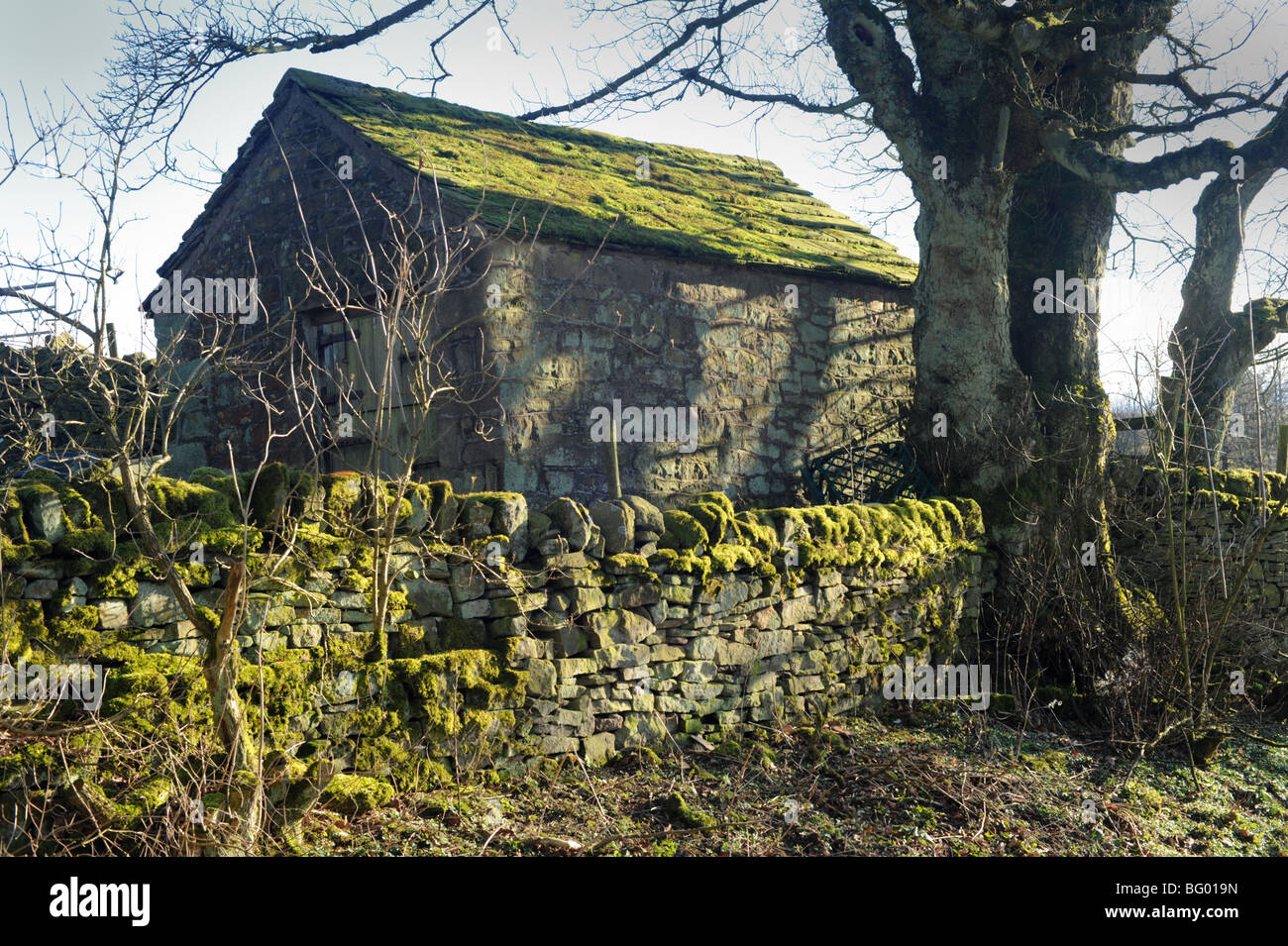 Kleine Scheune abgedeckt im Moos in der Nähe von Abney Derbyshire Peak District Stockfoto