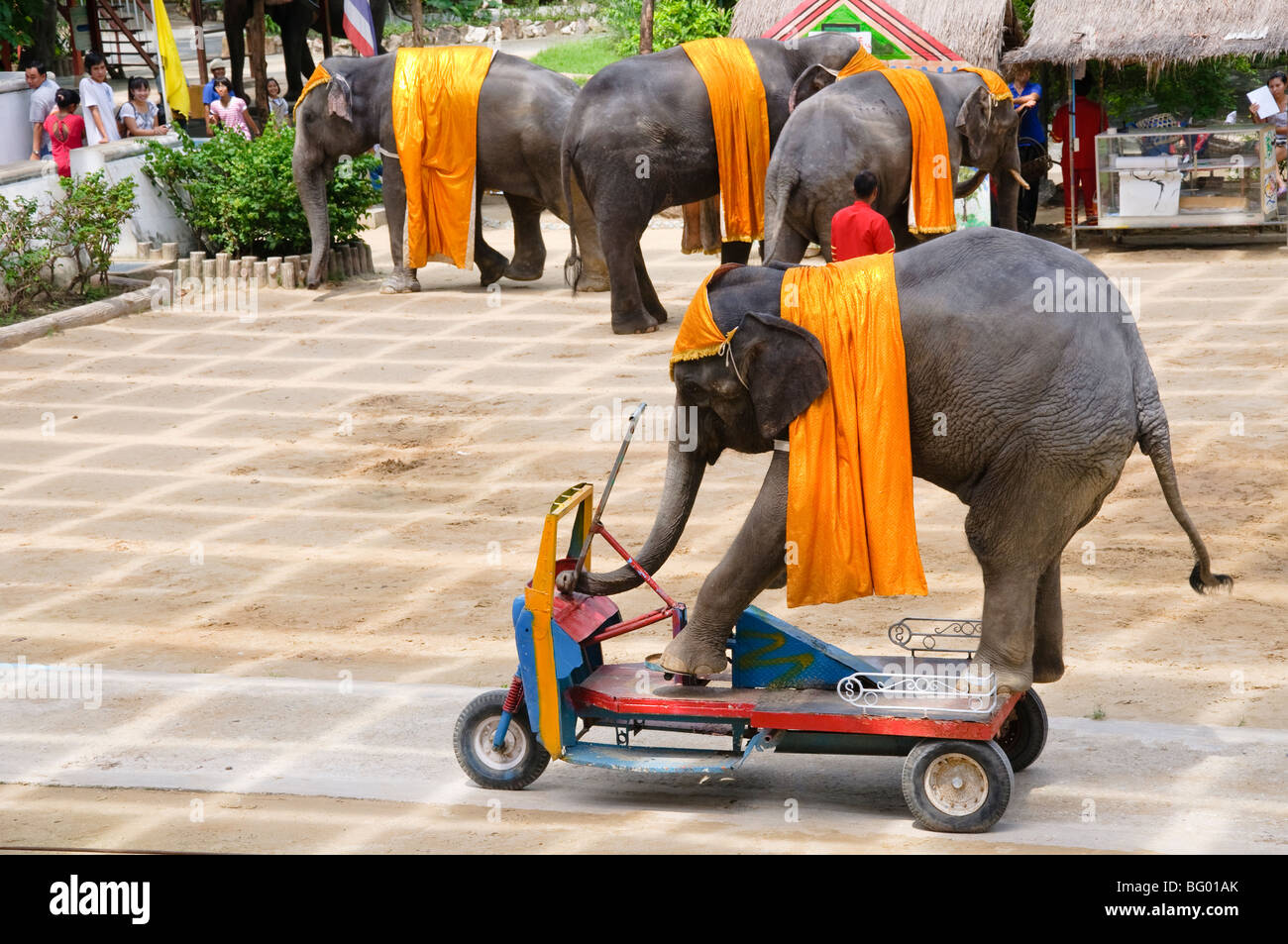 Samphran Elefant Boden & Zoo Nakhon Pathom Provinz Thailand Stockfoto