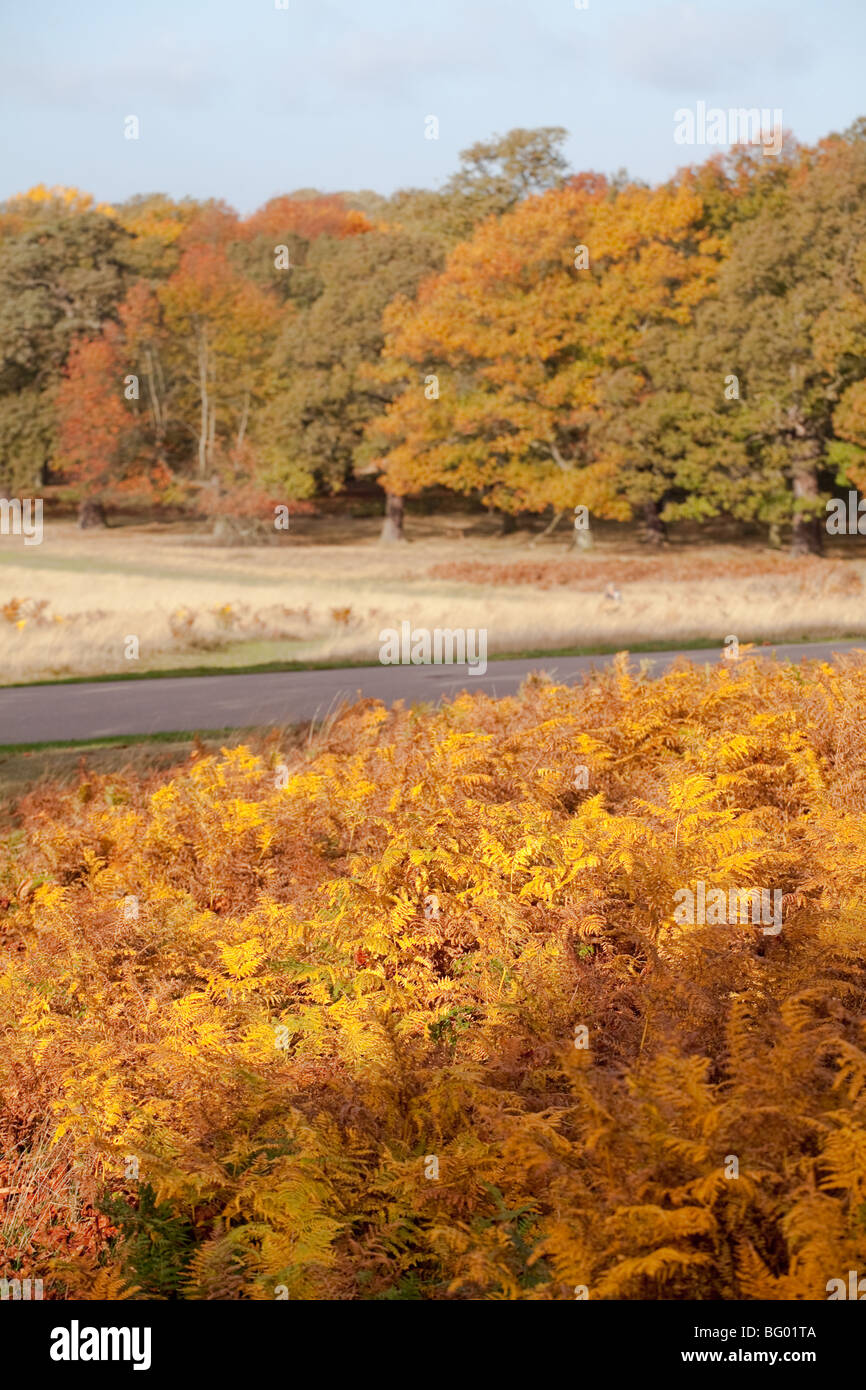 Herbst-Bäume Stockfoto