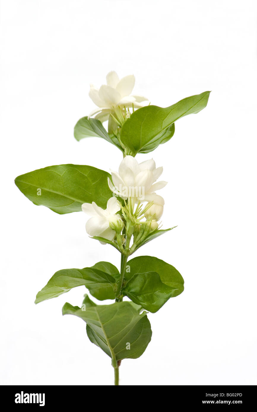 Arabischer Jasmin Blumen auf weißem Hintergrund Stockfoto