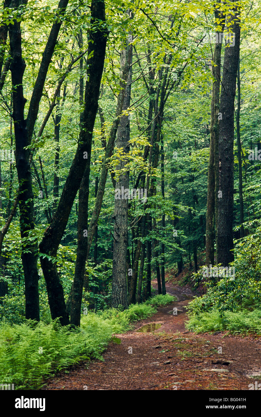 Forest Track, Pennsylvania, USA Stockfoto