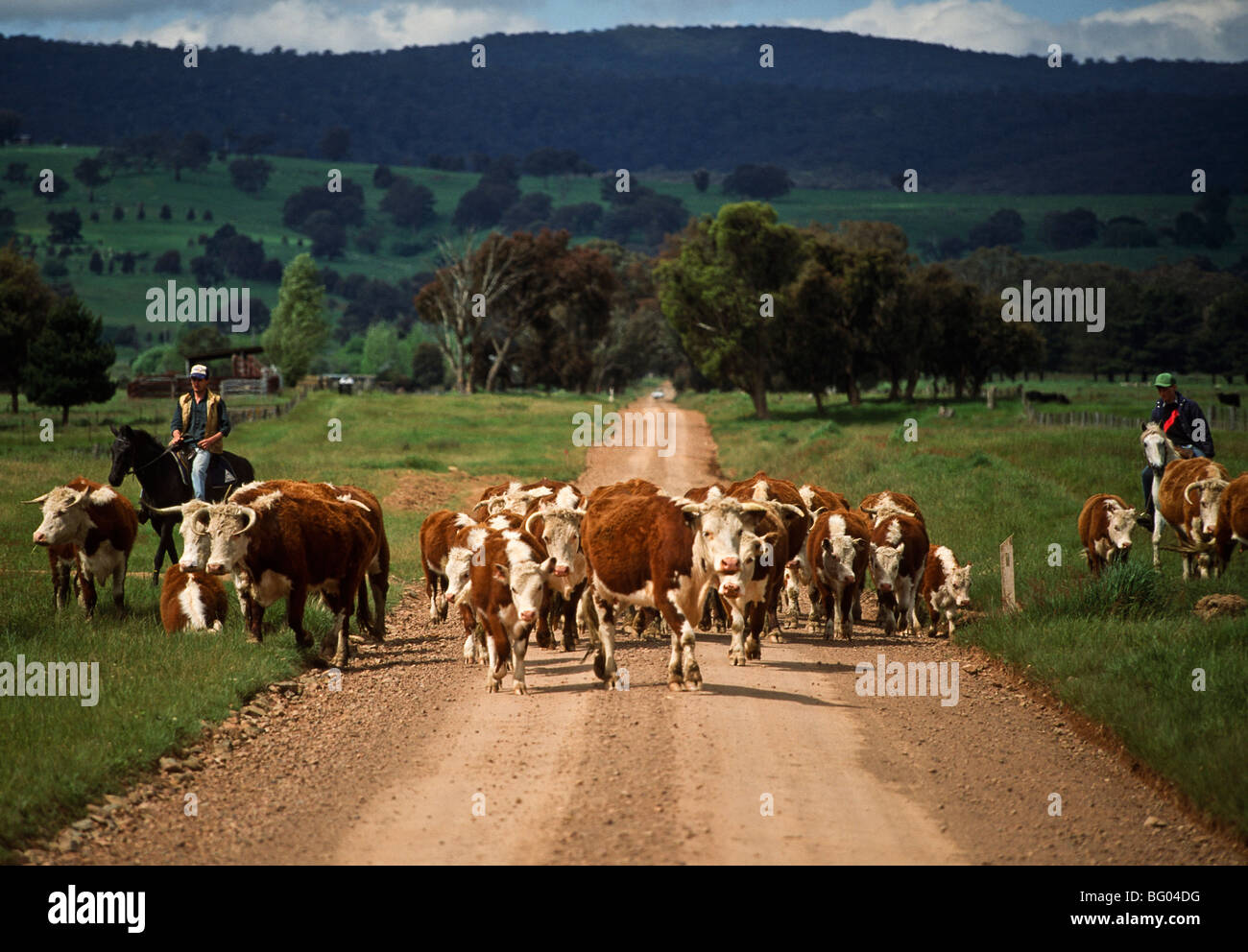 Musterung Rinder, Victoria Australien Stockfoto