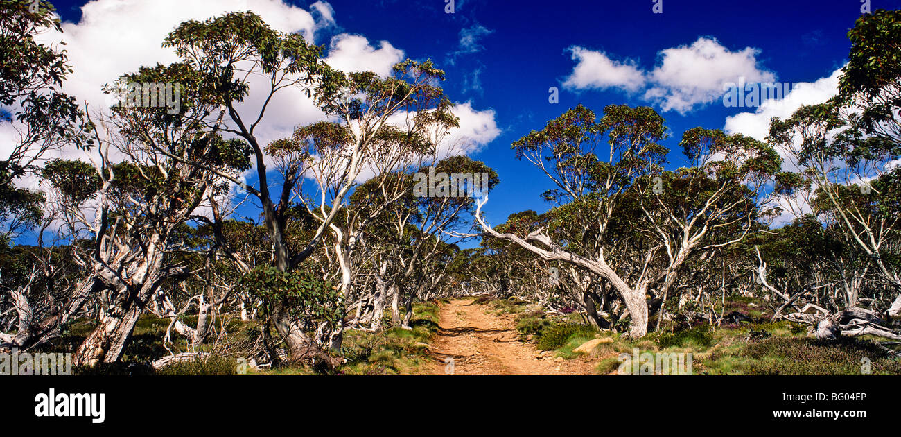 Alpine Track und Schnee Zahnfleisch, Australien Stockfoto
