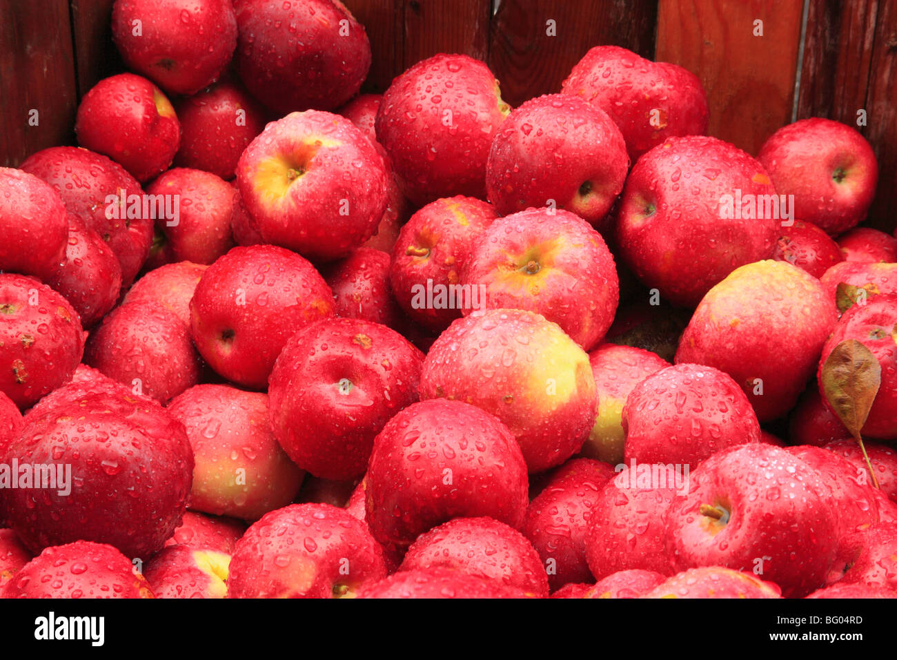 Cold Hollow Cider MIll, Waterbury, Vermont Stockfoto
