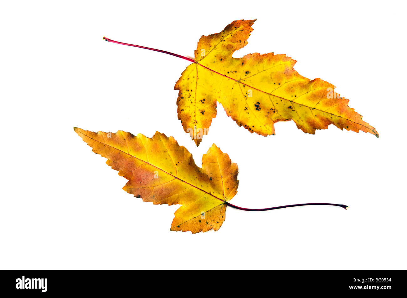 Blätter fallen im Herbst auf weiß Stockfoto