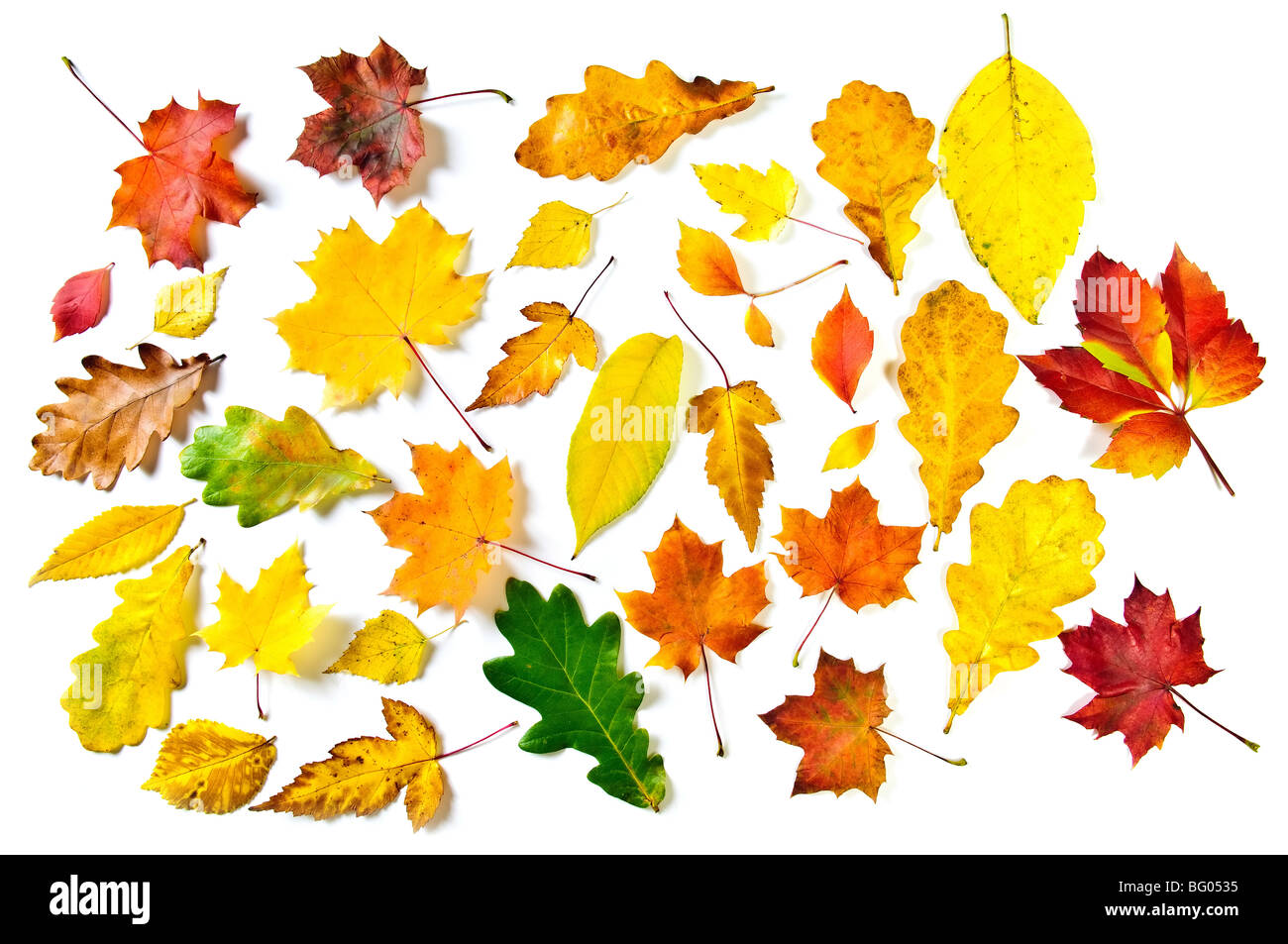 Verschiedene Blätter im Herbst: Ahorn, Eiche und andere auf weißem Hintergrund. Stockfoto