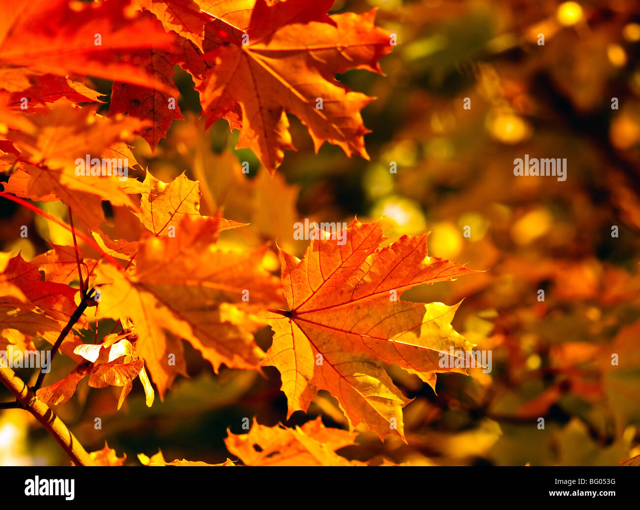 Blätter im Herbst fallen, sehr flachen Fokus Stockfoto