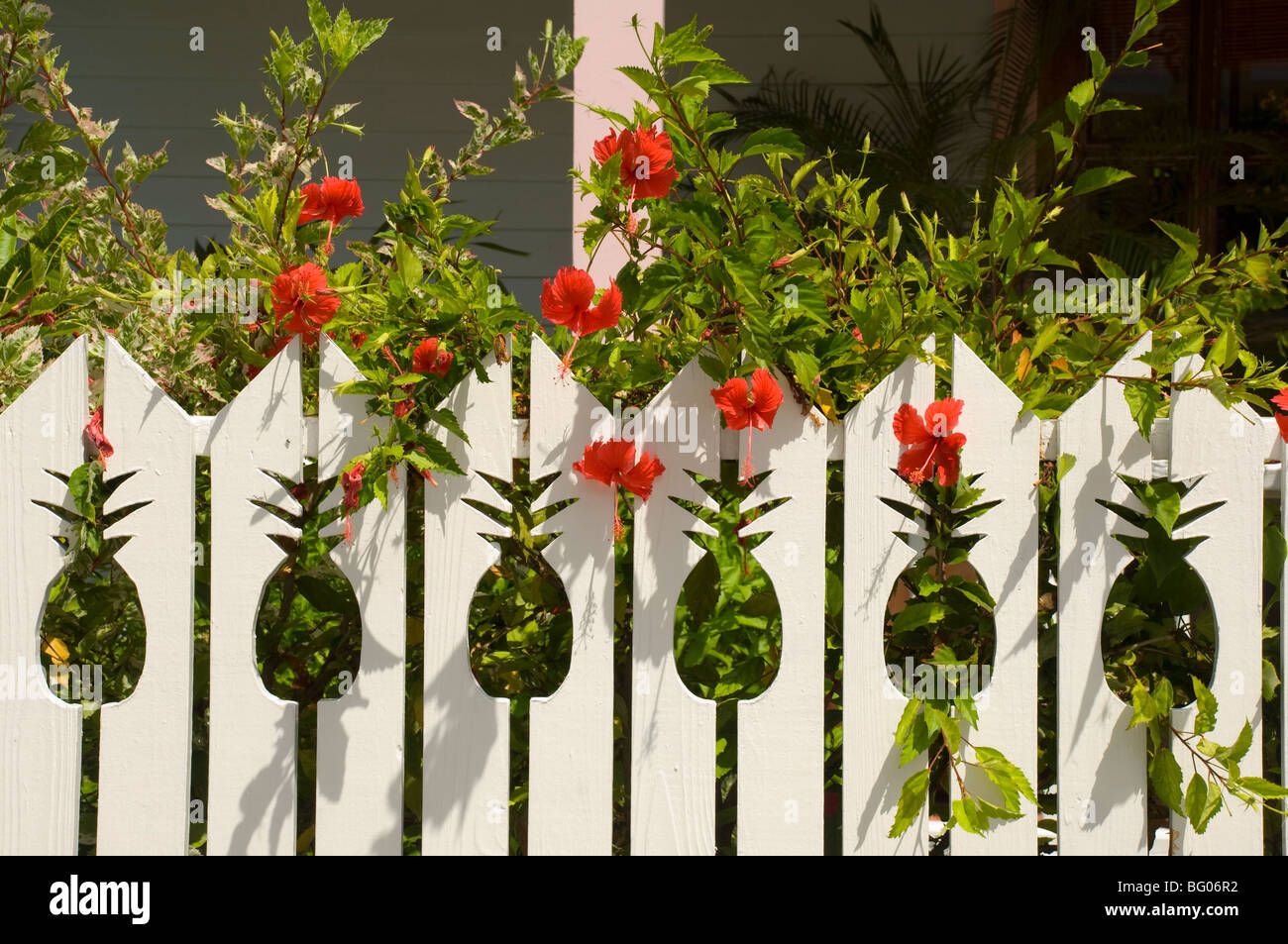 Hibiskus wächst neben einem Zaun mit Ananas förmigen Aussparungen, Dunmore Town, Harbour Island, Bahamas, West Indies Stockfoto