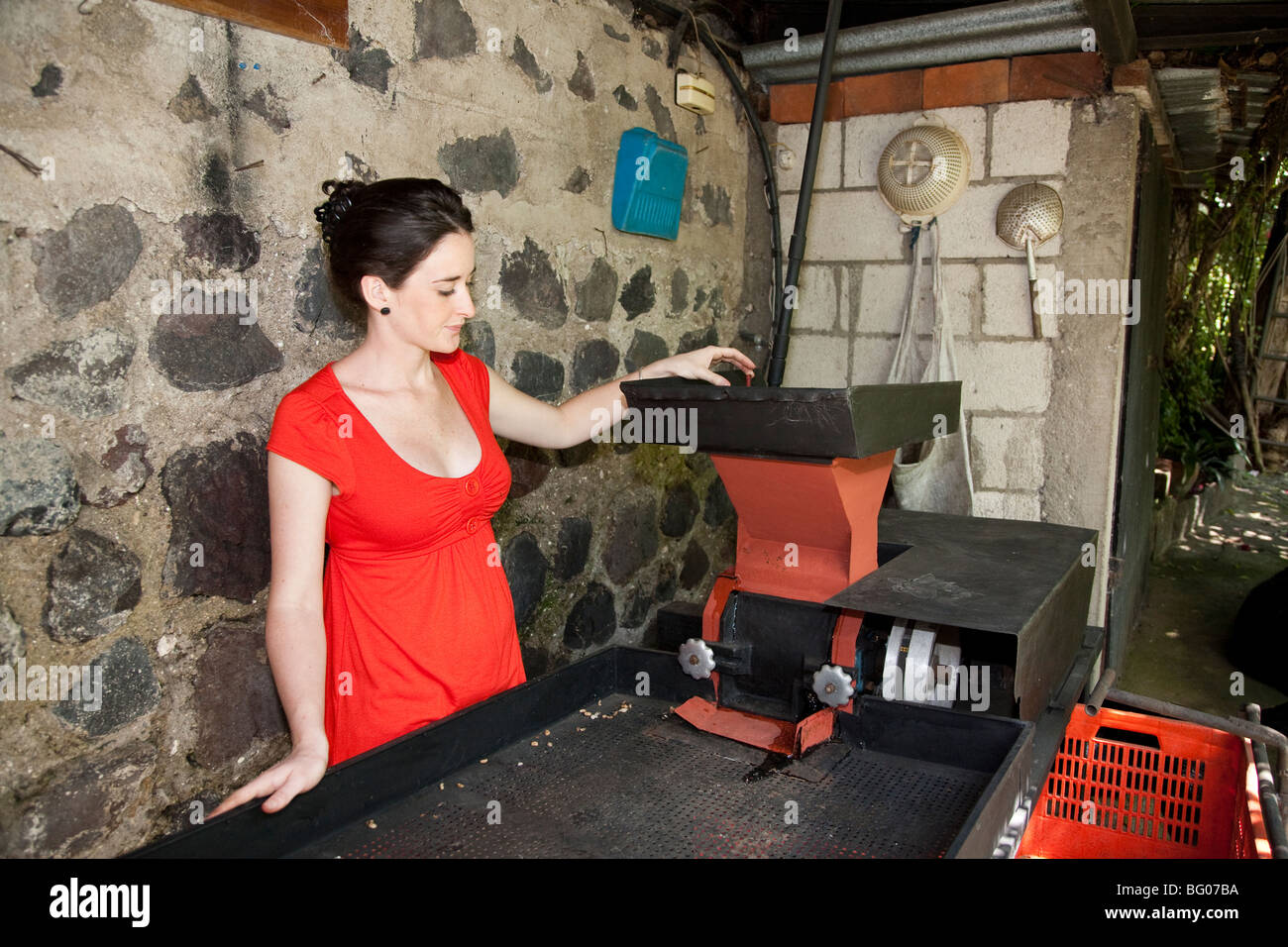 Grace Keilt veranschaulicht die Verwendung der dem Pulper auf ihren Kaffee Farm Finca Los Nietos in der Nähe von Antigua Guatemala. Stockfoto