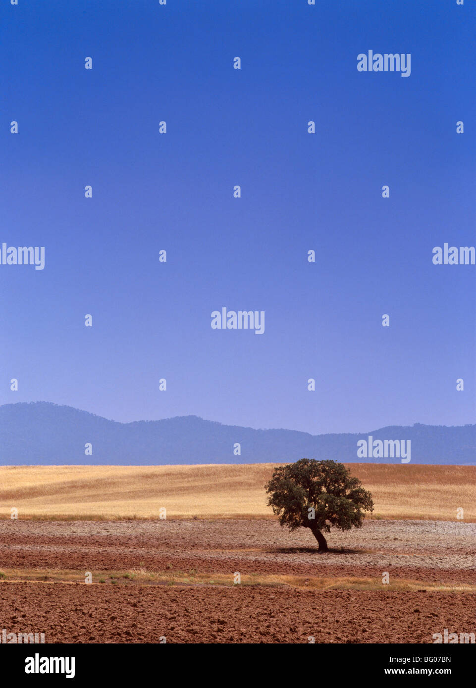 Cork Baum in der Nähe von Albacete, La Mancha, Spanien, Europa Stockfoto