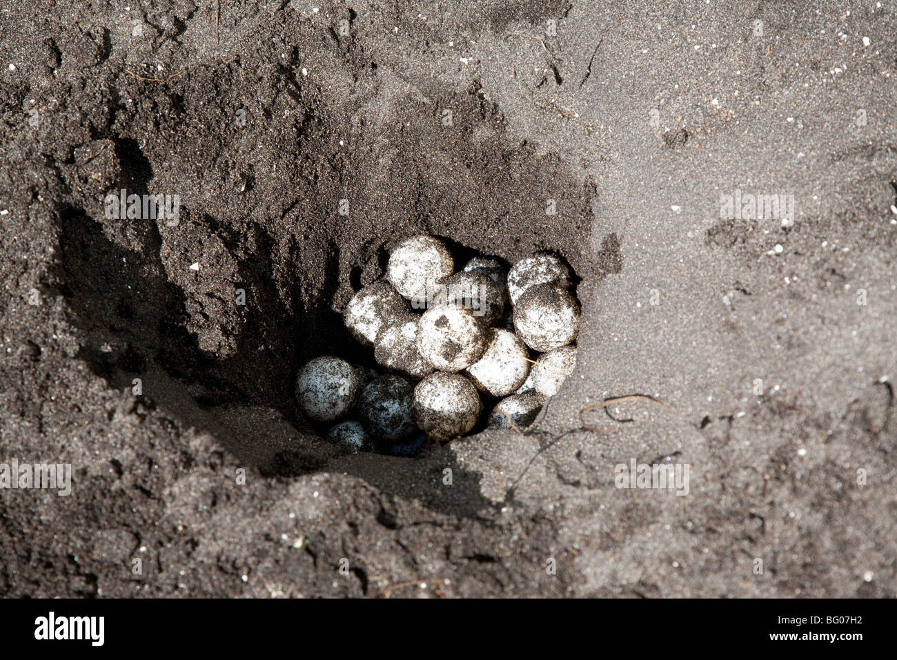 Meeresschildkröte-Eiern, Olive Ridley Meeresschildkröten (Lepidochelys Olivacea), Cheloniidae, Monterrico Naturschutzgebiet, Monterrico Guatemala Stockfoto