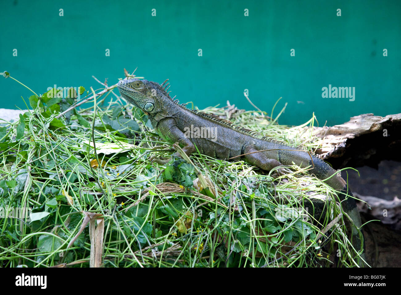 Leguan. Turtle Conservation Center. Monterrico Naturschutzgebiet Reserva Natural de Usos Multiples. Stockfoto