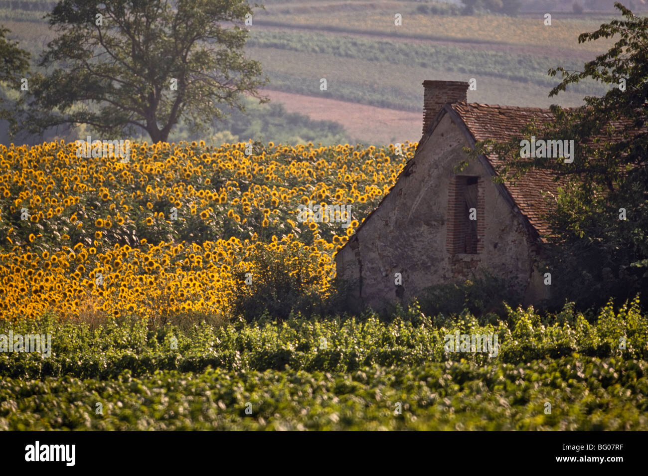 Alten Bauernhof zwischen Sonnenblumen und Weingarten, St.-Pourçain-Sur-Sioule, Allier, Frankreich Stockfoto