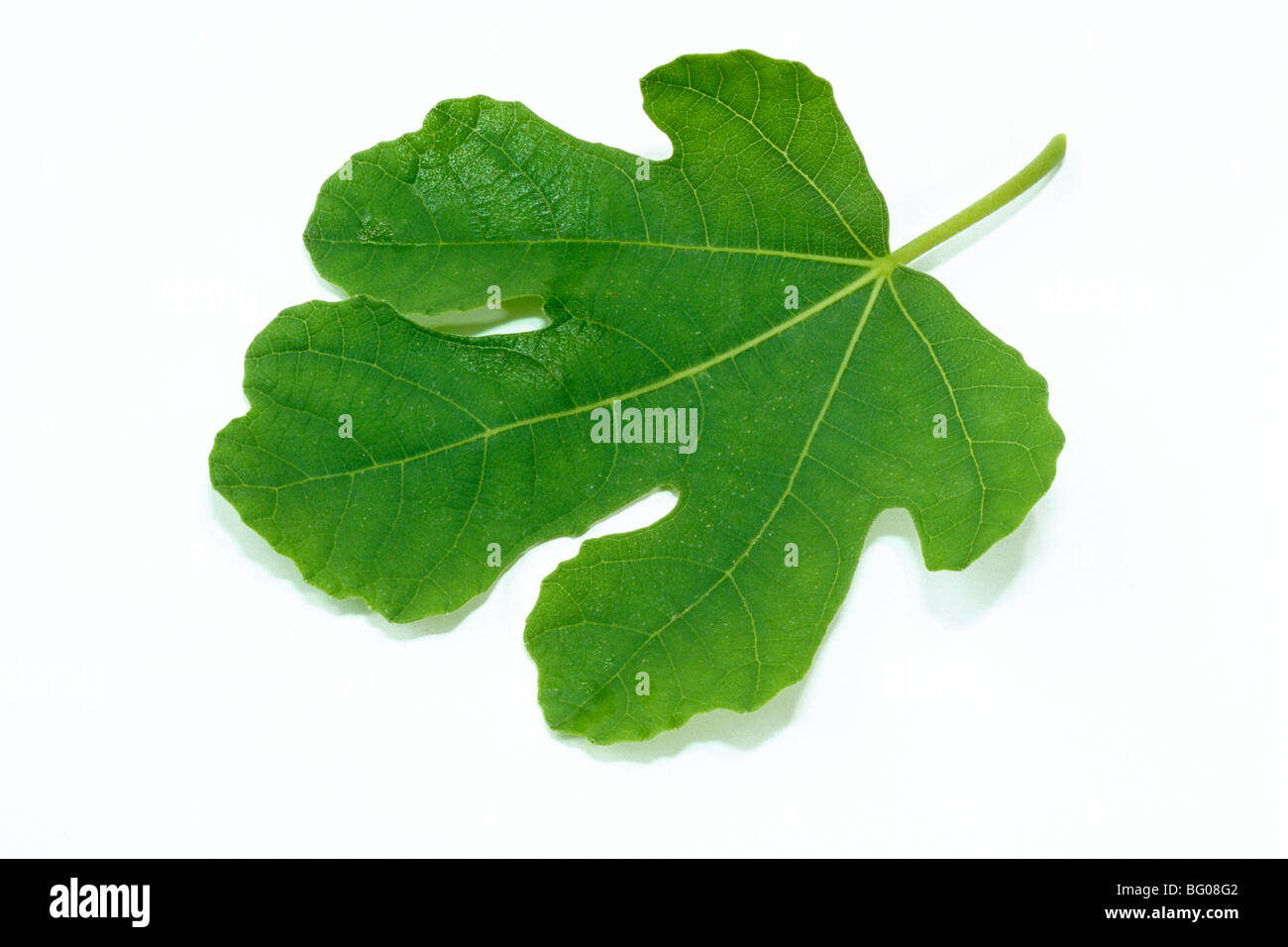 Gemeinsamen Feigen (Ficus Carica), Blatt, Studio Bild. Stockfoto