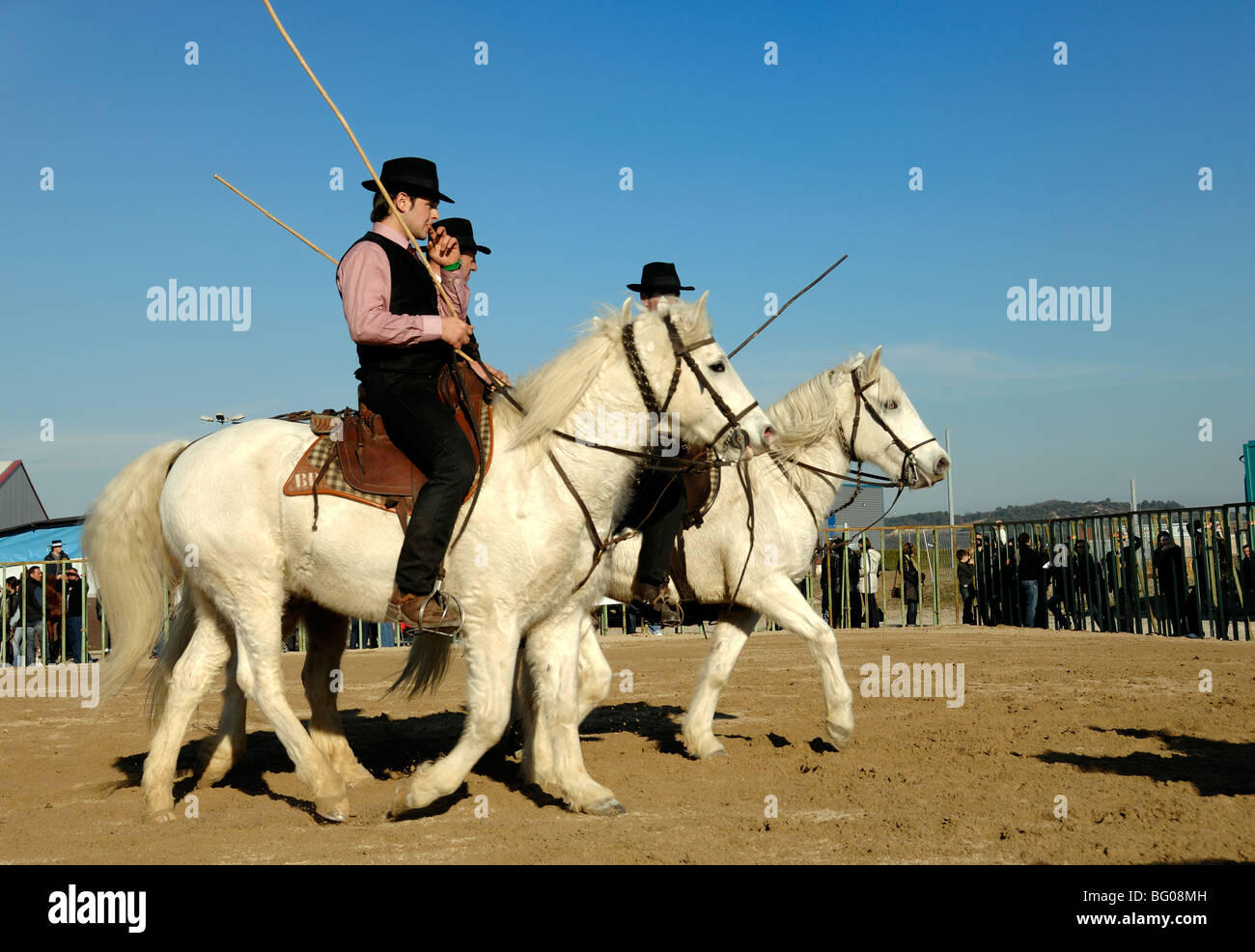 Camargue Horse Riders bekannt als „Guardians“ oder provenzalische Cowboys auf weißen Camargue-Pferden, Camargue, Provence, Frankreich Stockfoto