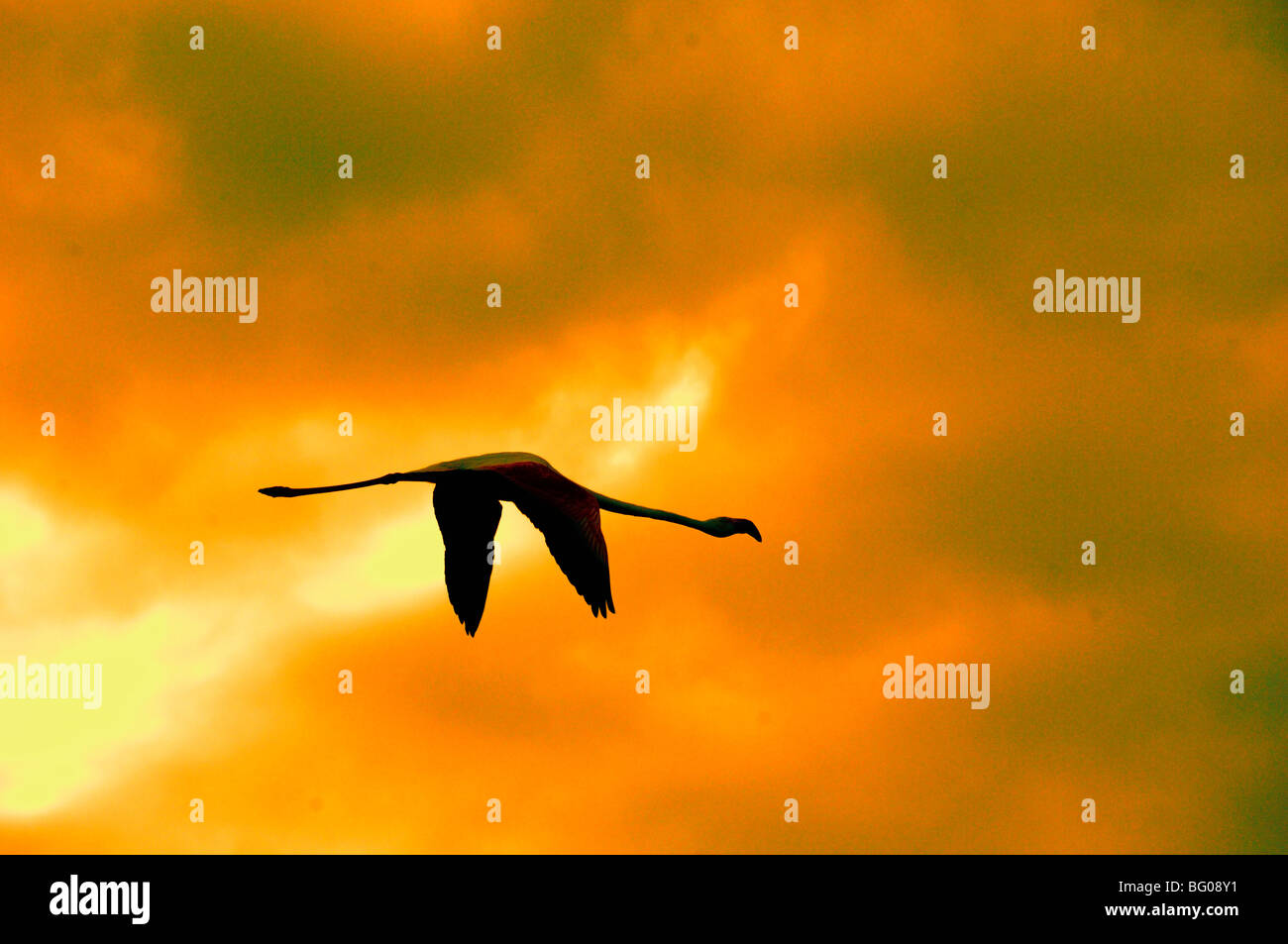 Single Greater Flamingo (Phoenicopterus ruber) Fliegen Sie bei Dämmerung oder Sonnenuntergang gegen den dramatischen stürmischen Orange Sky, Camargue, Provence, Frankreich Stockfoto
