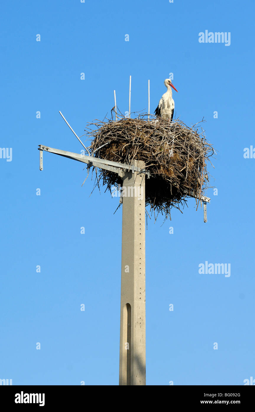 Weißer Storch (Ciconia ciconia) steht auf einem riesigen Nest, das auf dem Strompol oder Telegraphistab Pole, Camargue, Provence, Frankreich, thront Stockfoto