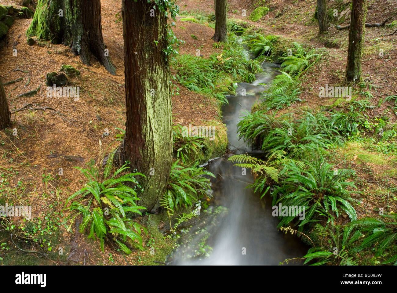 Landschaft im Naturpark Monte Aloia. Pontevedra, Galicien, Spanien. Stockfoto