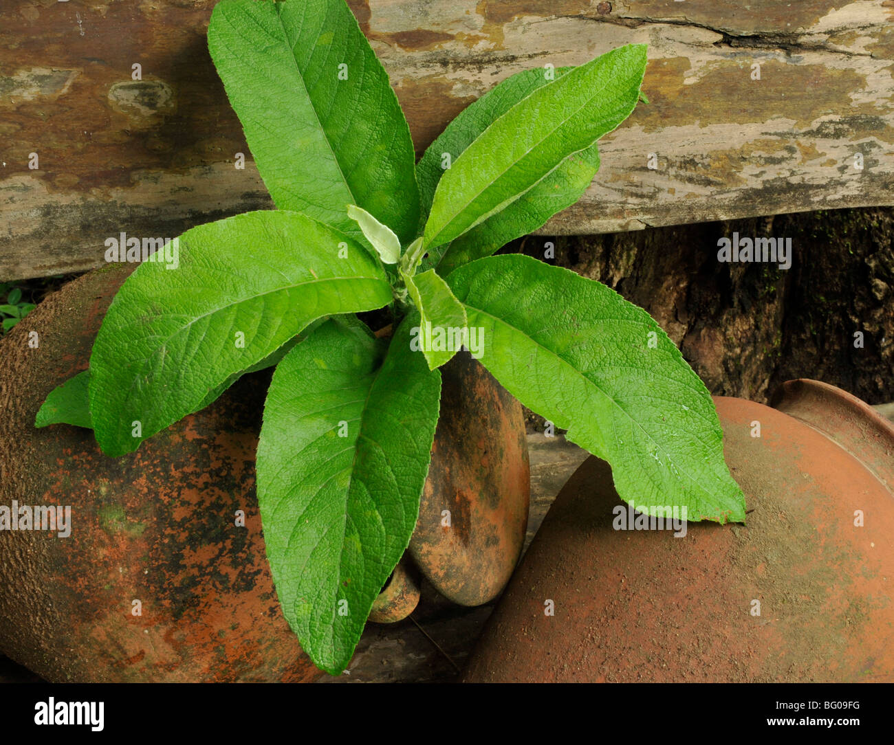 Kampfer (Blumea Balsamifera) Stockfoto