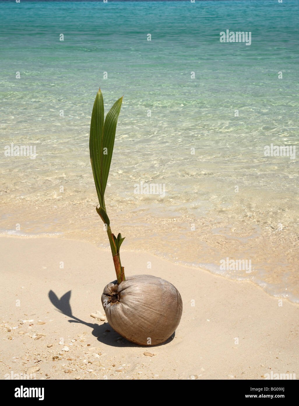 Kokosnuss am Strand sprießen Stockfoto