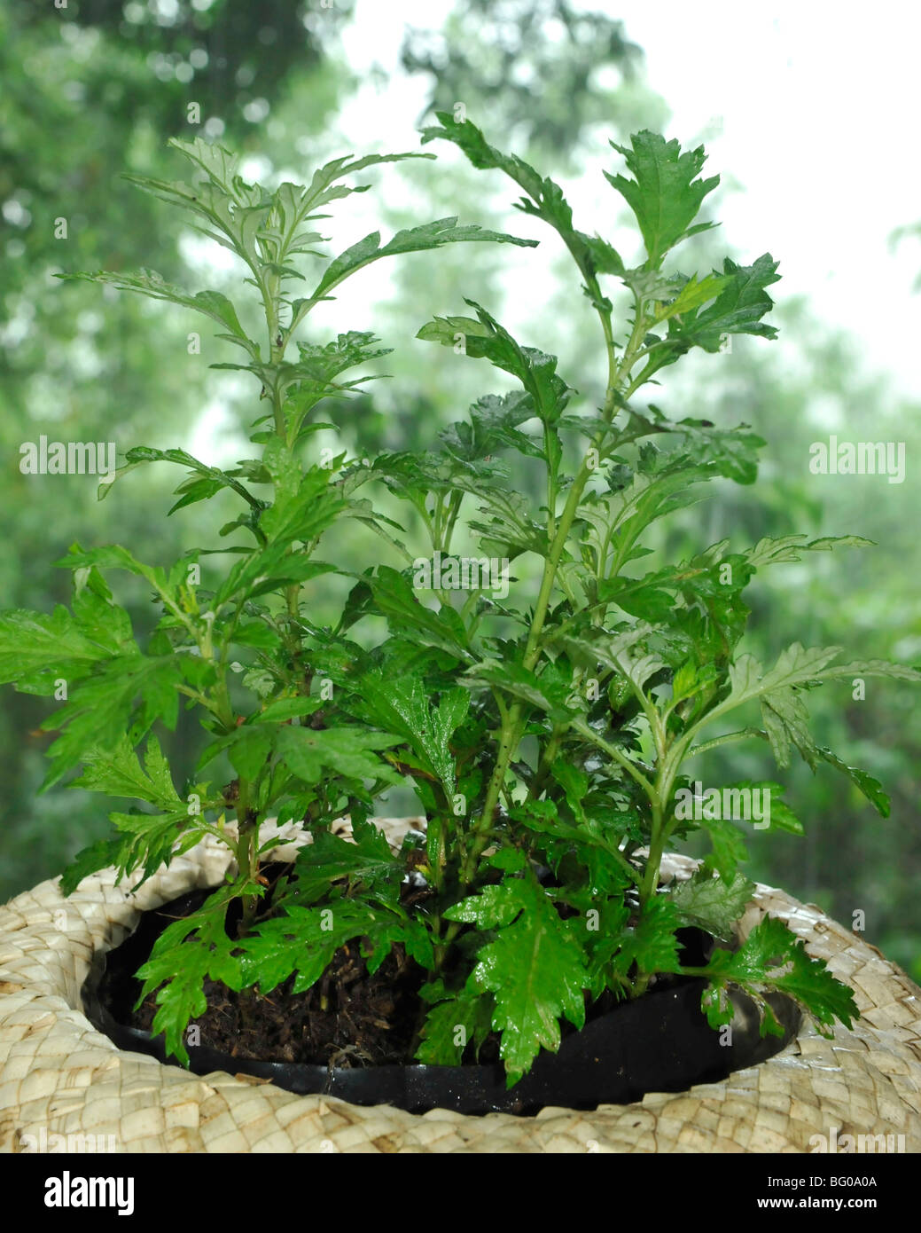 Damong Maria (Tagalog), Artemisia Vulgaris Linn (Maidenwort) (chinesische Geißblatt) (Beifuß), verwendet für Entwurmung Stockfoto