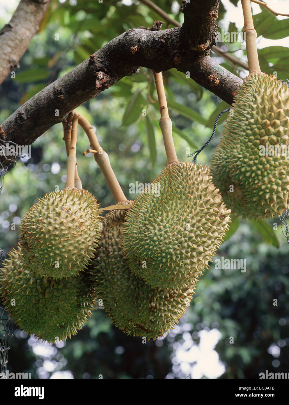 Durian Stockfoto