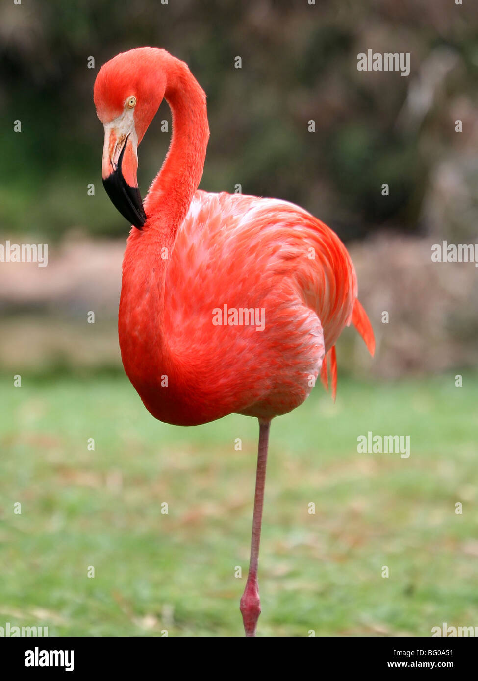 rosa Flamingo auf einem Bein stehen Stockfotografie - Alamy