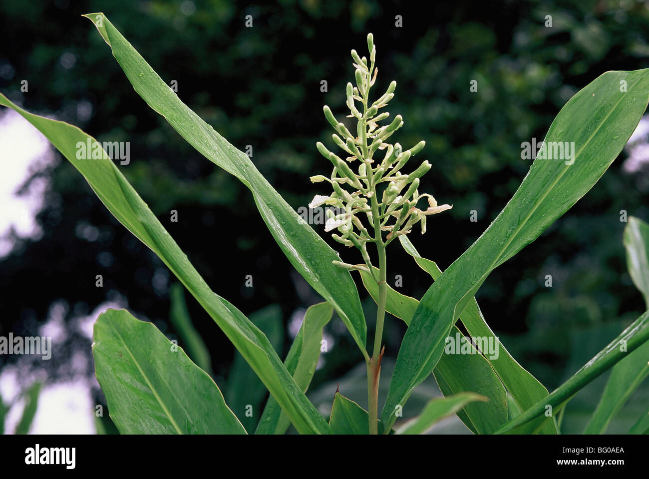 Ingwer-Pflanze, verwendet in der Küche und Medizin, für Magenbeschwerden, Reisekrankheit, Rheuma und Durchblutungsstörungen Stockfoto