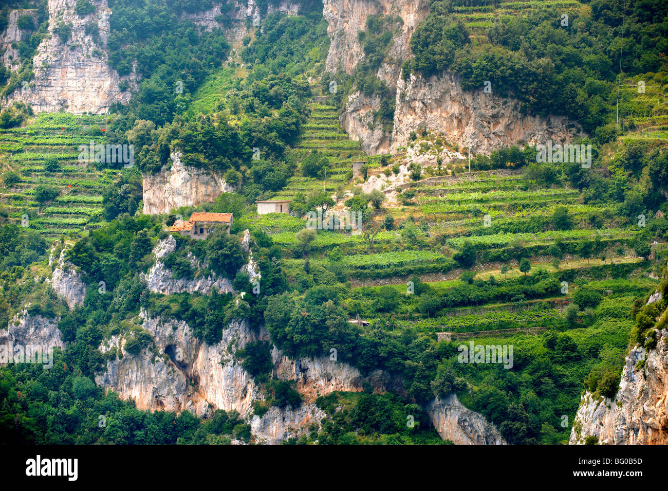 Amalfi Weinberge in den hohen Bergen der Amalfi Küste Bereich Stockfoto