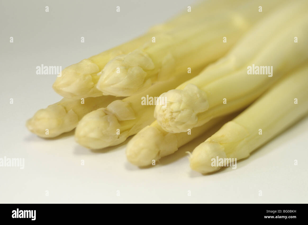 Weißer Spargel (Spargel Officinalis), junge Triebe, Studio Bild. Stockfoto