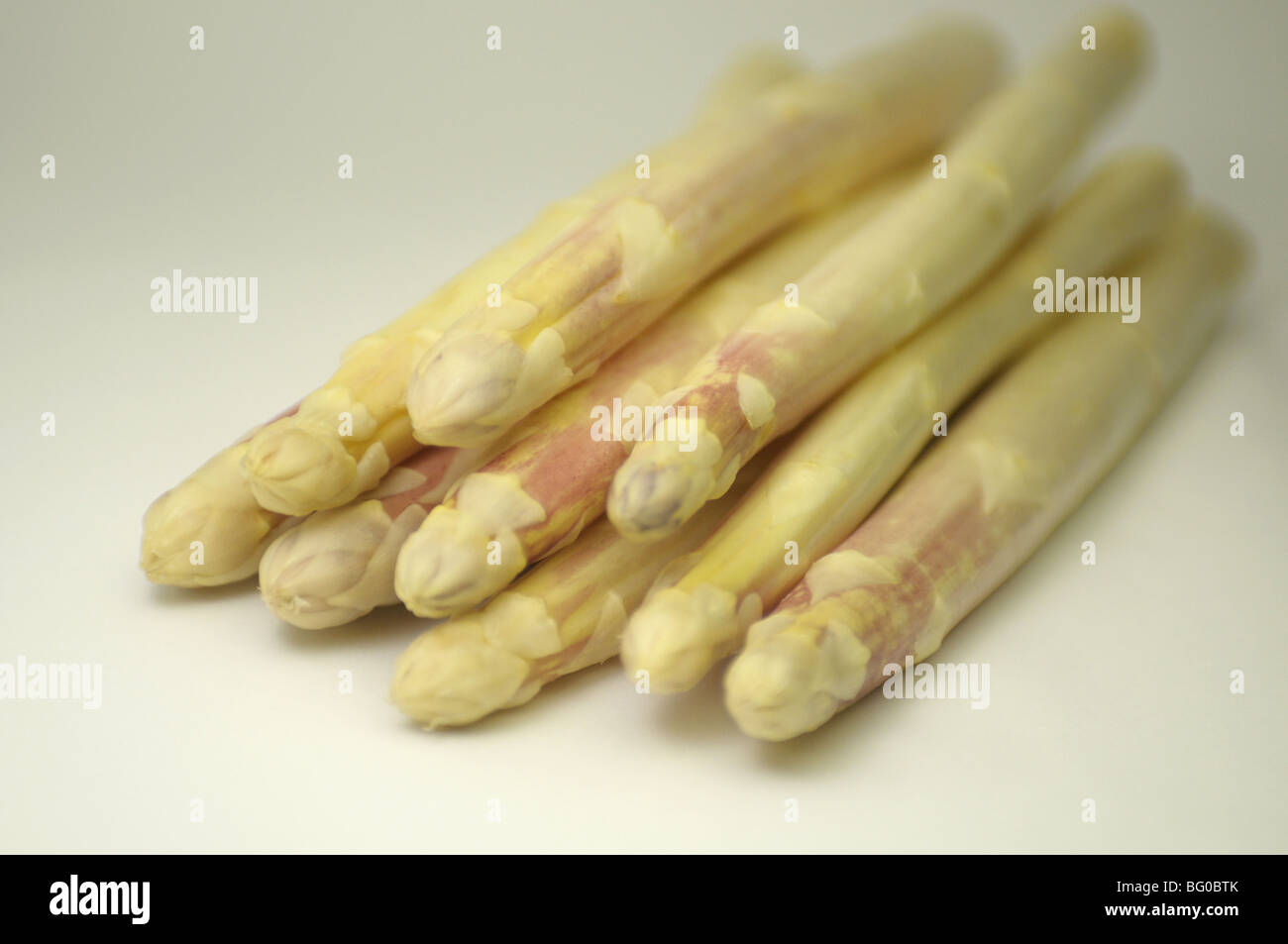 Weißer Spargel (Spargel Officinalis), junge Triebe, Studio Bild. Stockfoto