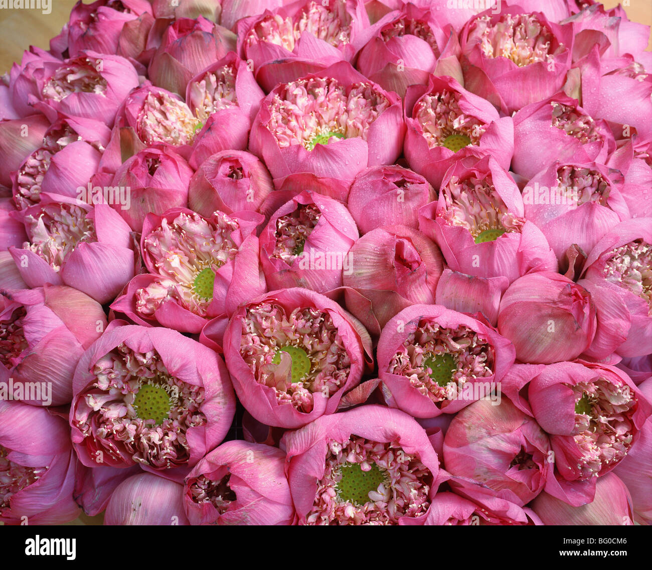 Lotusblumen Stockfoto