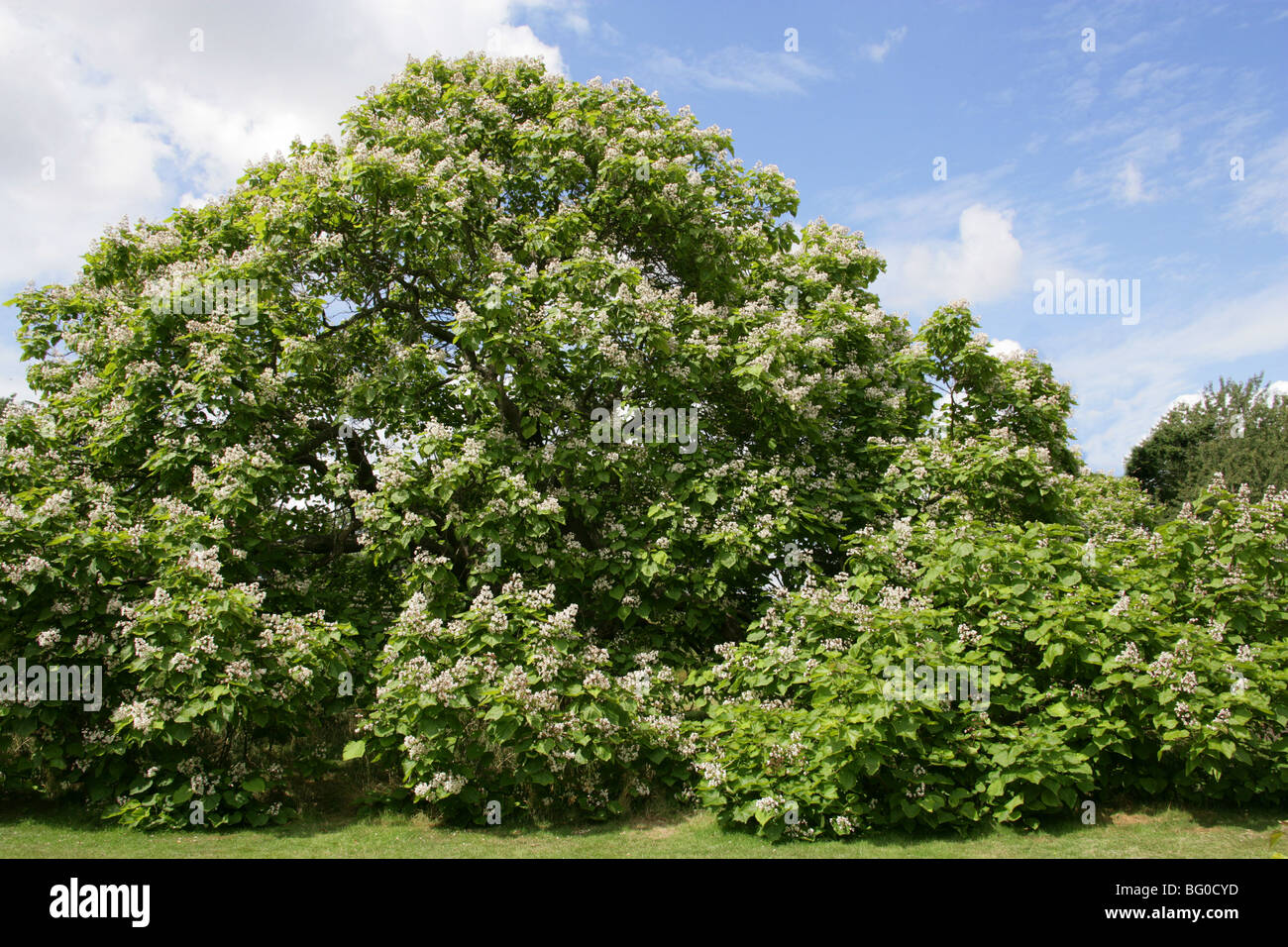 Indische Bean Tree, Catalpa Bignonioides, Catalpa, South East USA, Nordamerika Stockfoto