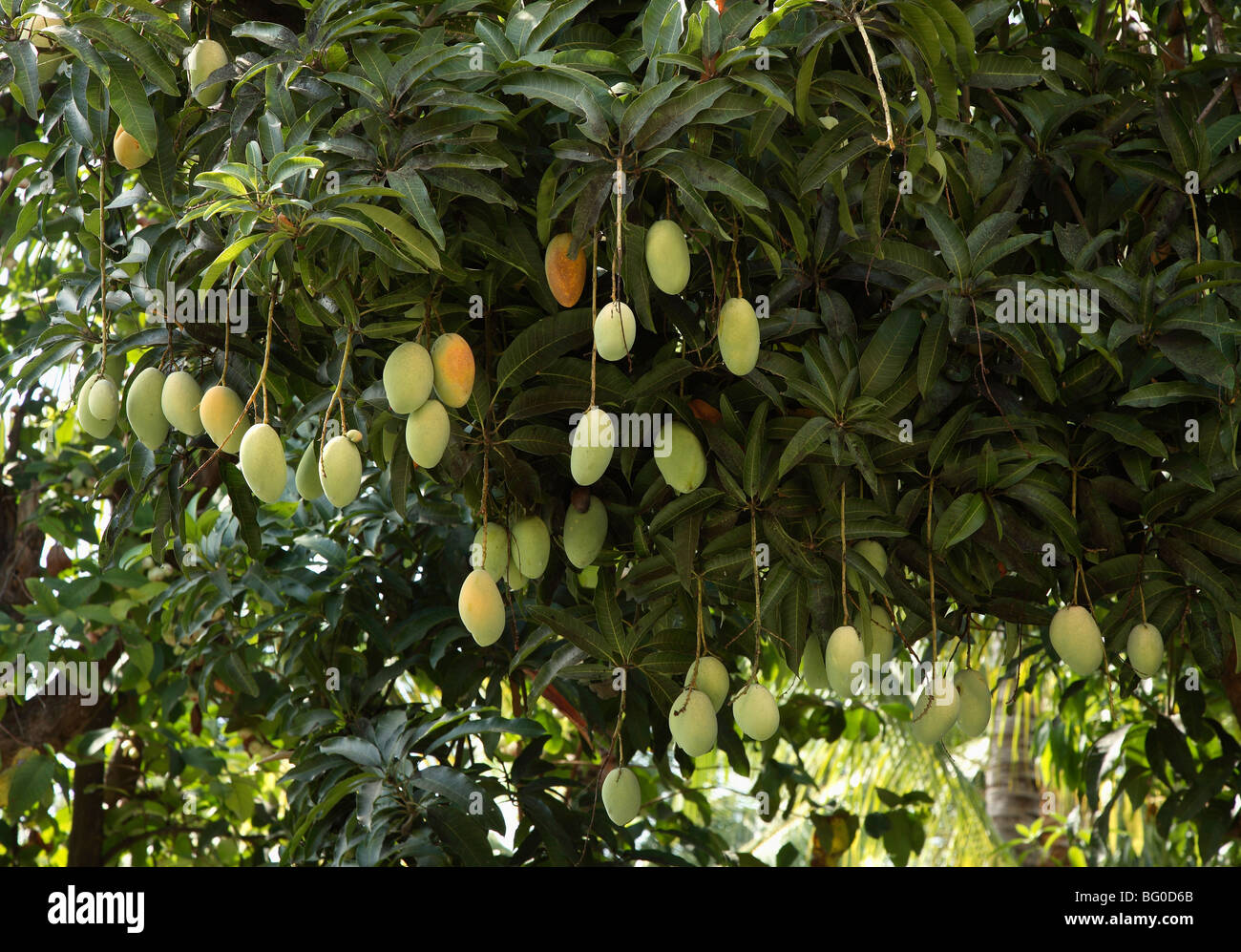Mango Tree Stockfoto