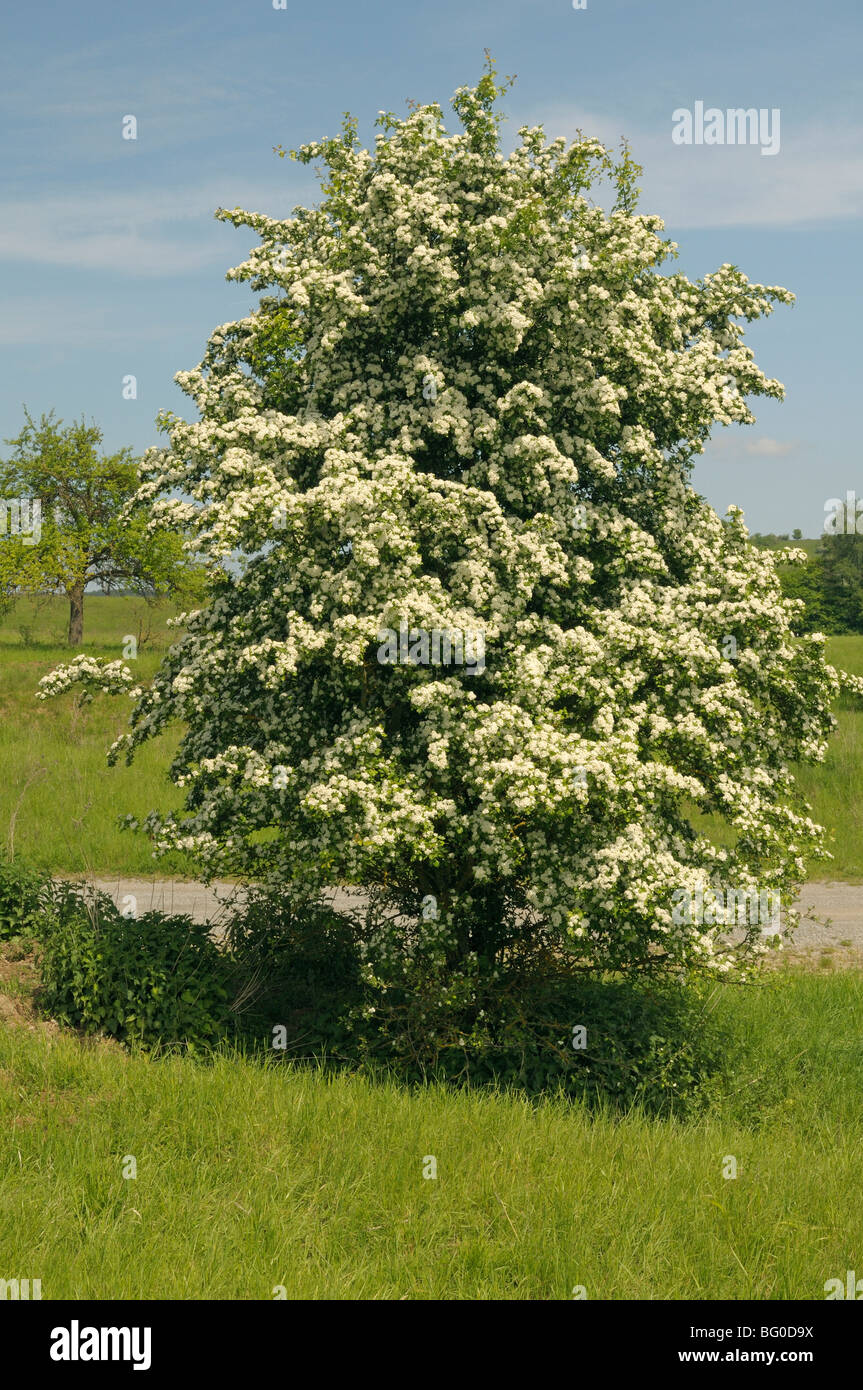 Weißdorn (Crataegus SP.), blühenden Busch. Stockfoto