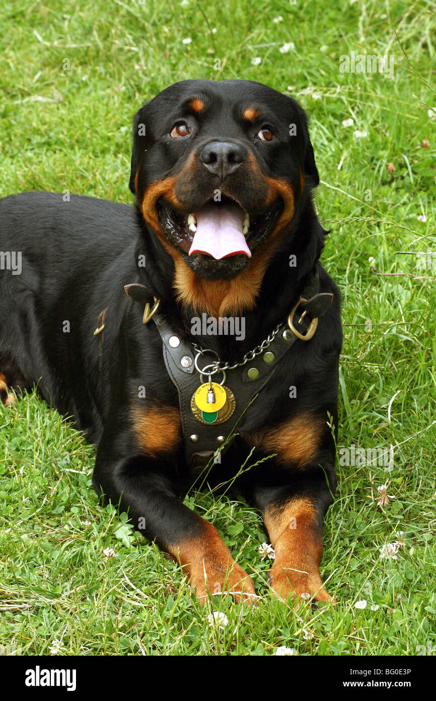 Rottweiler Hund auch bekannt als Rottweiler Metzgerhund oder Metzger  verwendet traditionell als Viehtreiber Hund und jetzt Haustier  Stockfotografie - Alamy