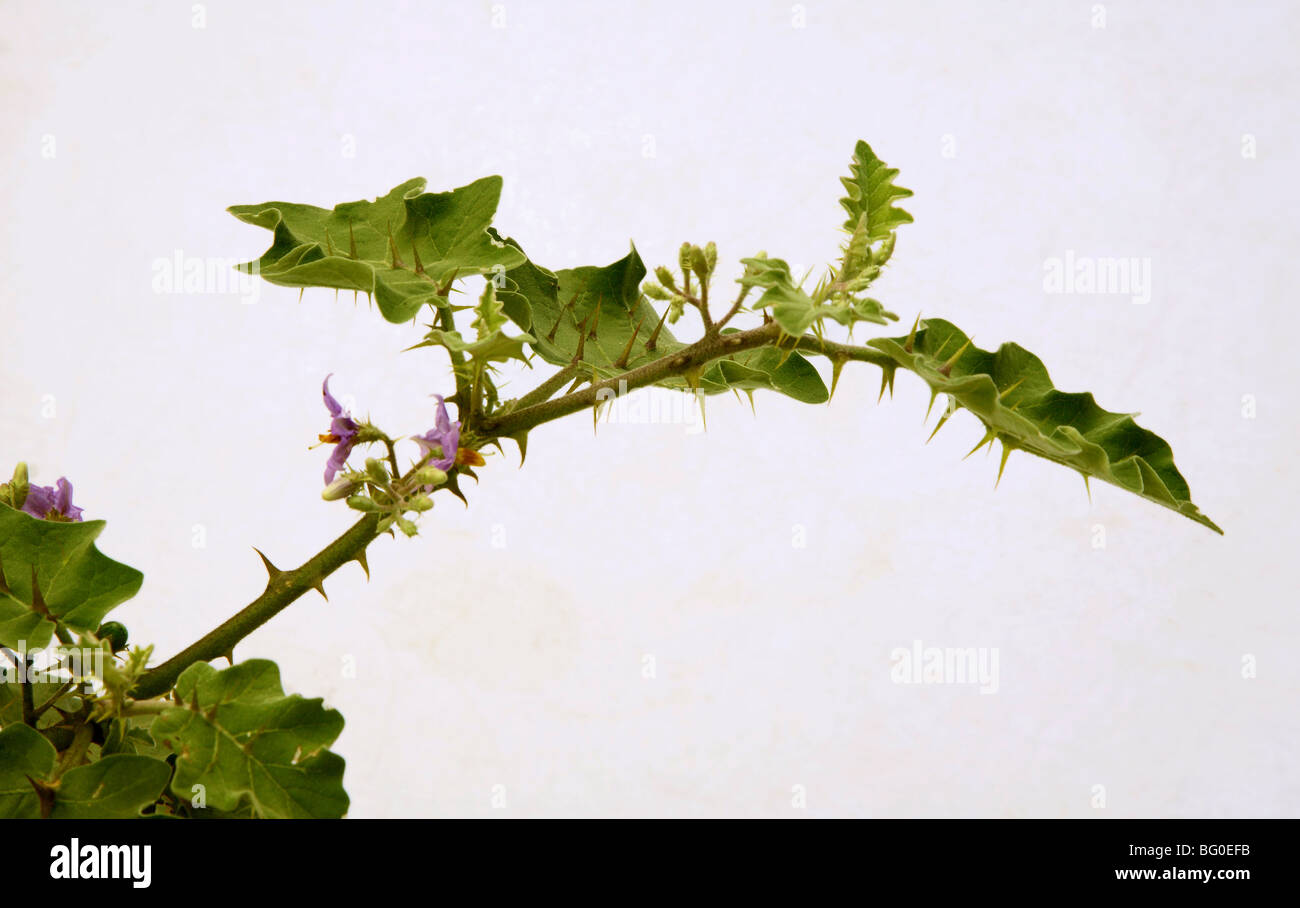 Solanum Xanthocarpum (Poison Beeren), ist für Halsschmerzen, und Wurzeln und Samen bei Husten Saft der Beeren gegeben. Stockfoto