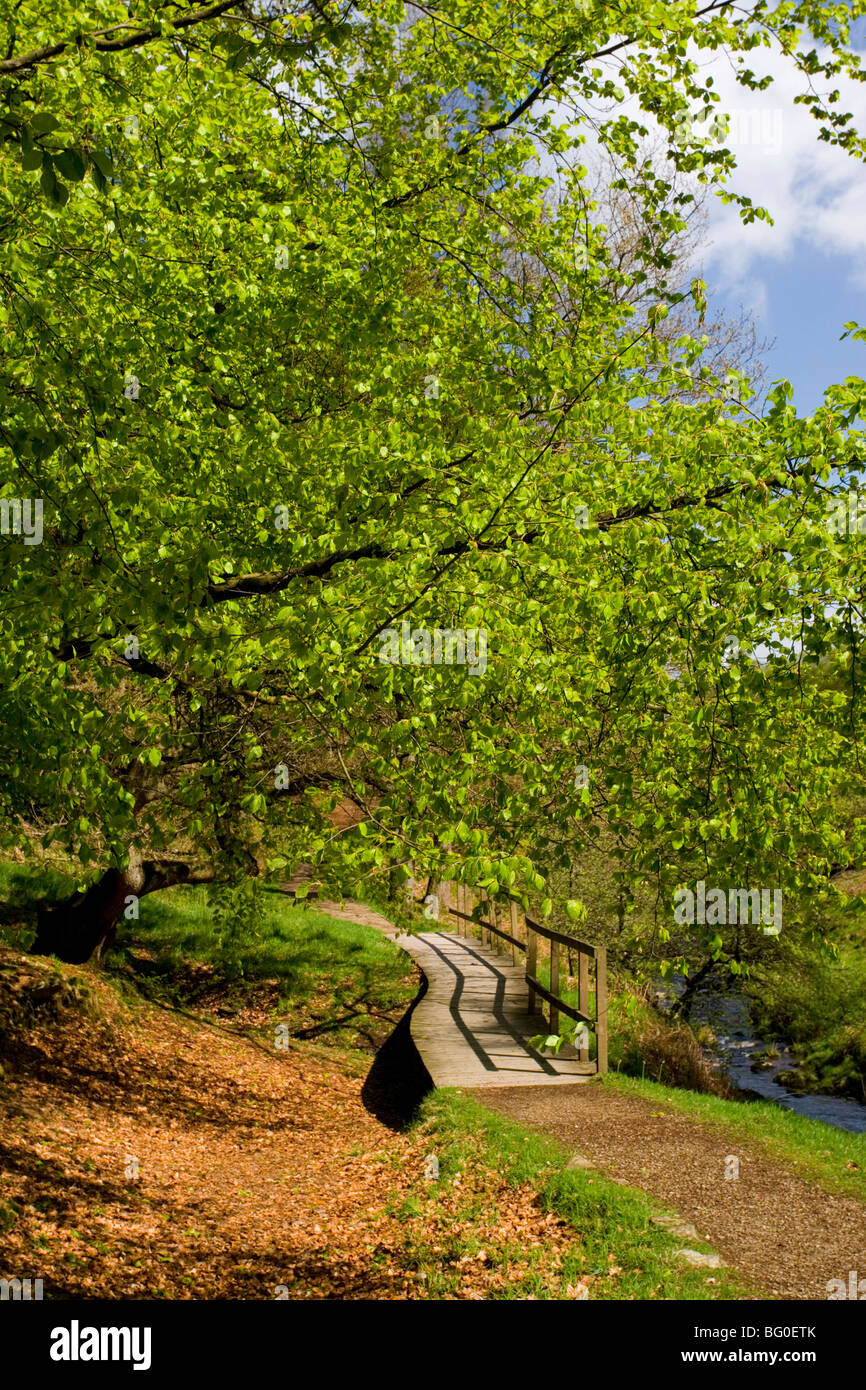 Ein Holzsteg im Wald neben dem Fluß Goyt im oberen Goyt-Tal in der Nähe von Buxton in Derbyshire, England Stockfoto