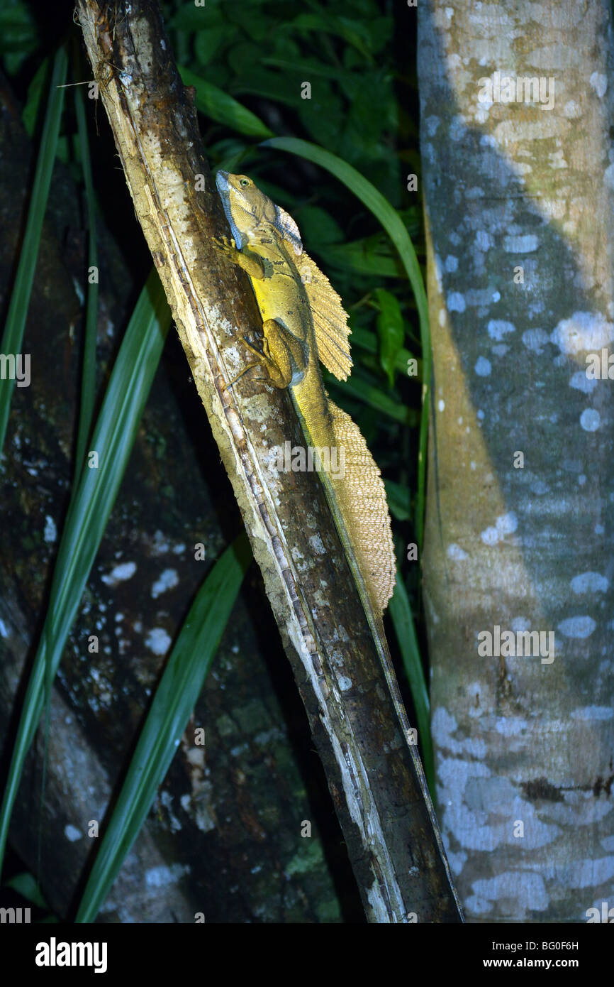 Gemeinsame Basilisk Stockfoto