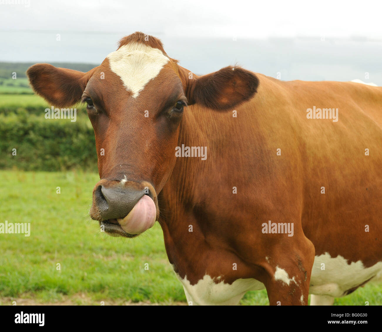 Ayreshire Kuh lecken Nase Stockfoto