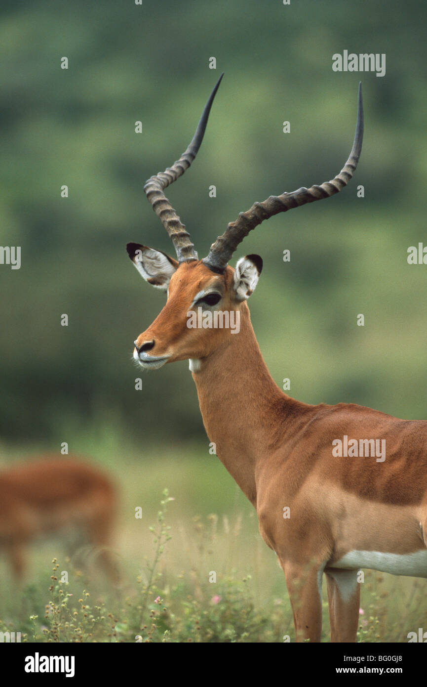 Impala-Bock, Amboseli Nationalpark, Kenia, Afrika Stockfoto