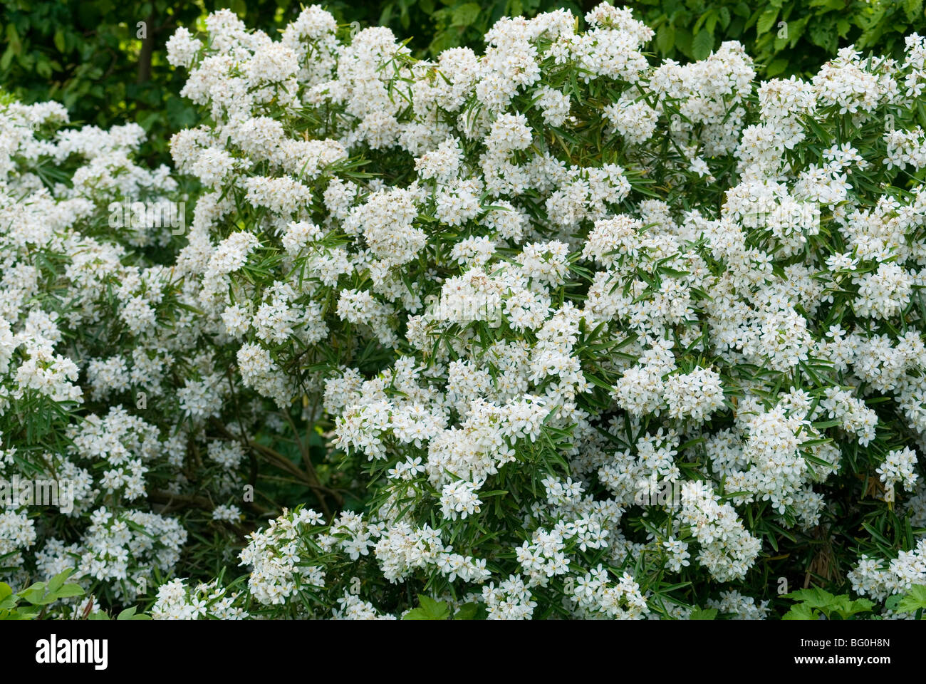 Choisya Ternata Stockfotos Und Bilder Kaufen Alamy