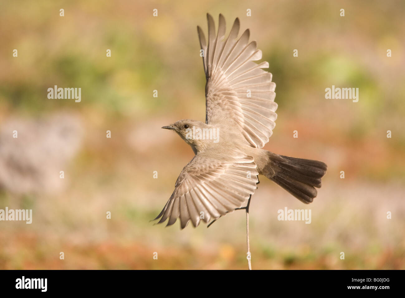 Say'sche Phoebe im Flug Stockfoto