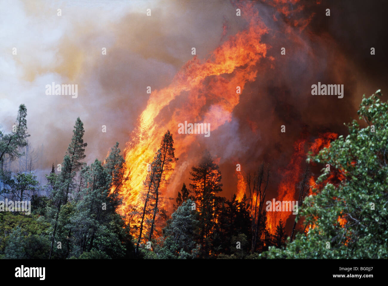 Riesige Flammen von Wildfire, Shasta-Dreiheit National Forest, Kalifornien, USA Stockfoto