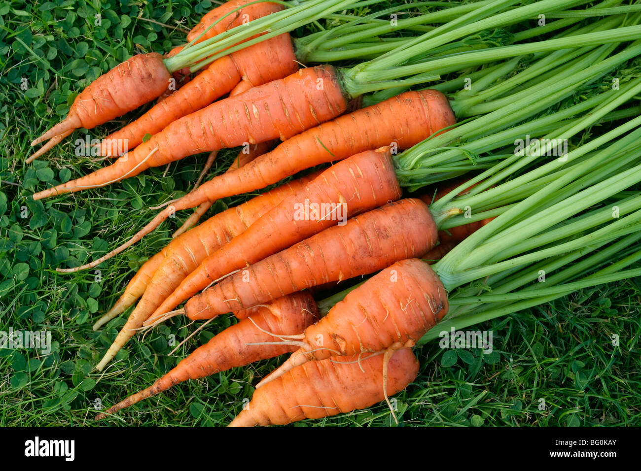Karotten frisch ausgegraben Stockfoto