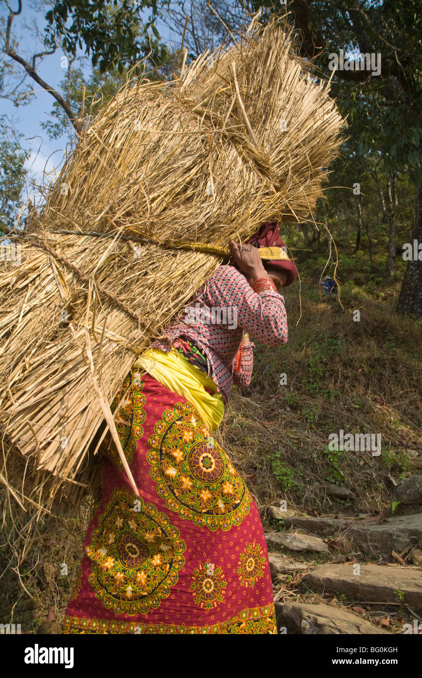 Einheimische Frau tragen von schweren Ballen Heu auf ihrem Rücken, Royal Trek, Pokhara, Nepal, Asien Stockfoto