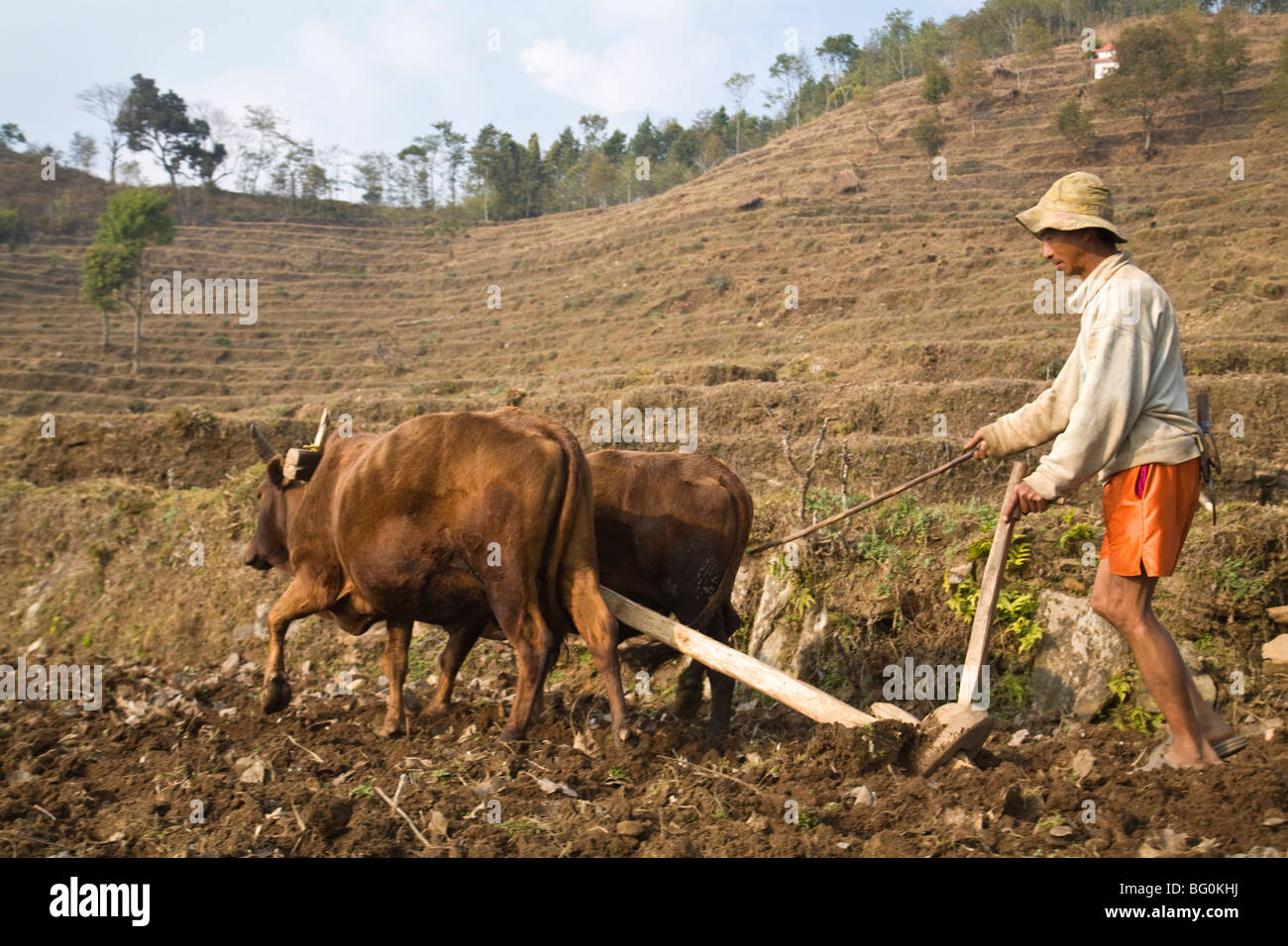 Bauer, der pflügt Feld mit Ochsen, Royal Trek, Pokhara, Nepal, Asien Stockfoto